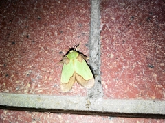 Aergina hilaris