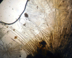 Lasiobolus macrotrichus