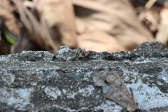 Acanthaspis westermanni