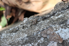 Acanthaspis westermanni