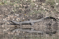 Gavialis gangeticus