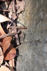 Acanthaspis westermanni