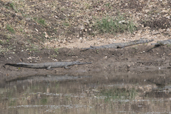 Gavialis gangeticus