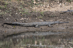 Gavialis gangeticus