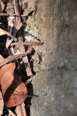 Acanthaspis westermanni