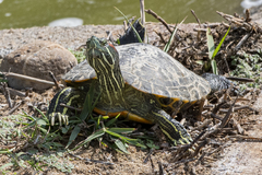 Trachemys scripta elegans