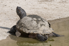 Trachemys scripta elegans