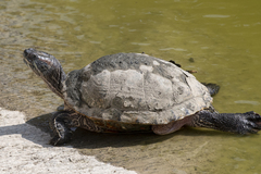 Trachemys scripta elegans