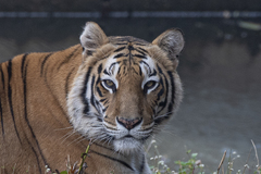 Panthera tigris tigris