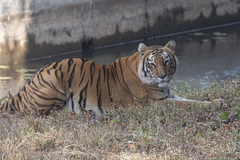 Panthera tigris tigris