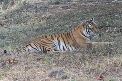 Panthera tigris tigris