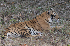 Panthera tigris tigris