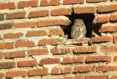 Athene noctua