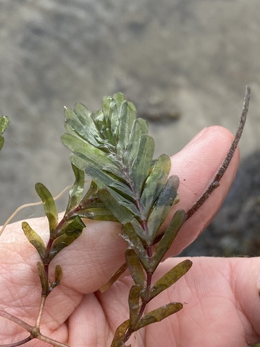 Halophila spinulosa (Halophila spinulosa)