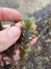 Halophila spinulosa