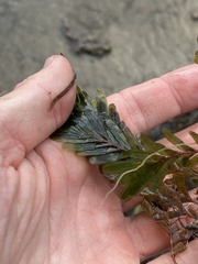Halophila spinulosa