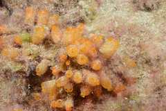 Stolonica socialis