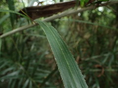 Calamus formosanus