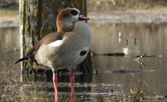 Alopochen aegyptiaca