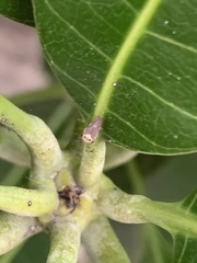 Idioscopus clypealis