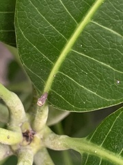 Idioscopus clypealis