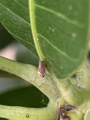 Idioscopus clypealis