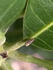 Idioscopus clypealis