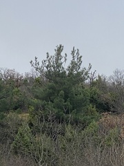 Pinus brutia pityusa