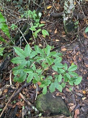 Handroanthus heptaphyllus