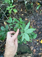 Handroanthus heptaphyllus