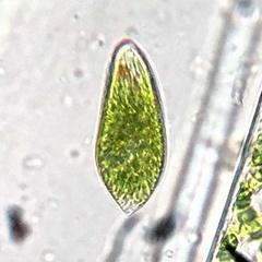 Euglena oblonga
