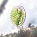 Phacus arnoldii - Photo (c) James K. Douch,  זכויות יוצרים חלקיות (CC BY-SA), הועלה על ידי James K. Douch