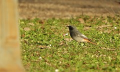 Phoenicurus ochruros