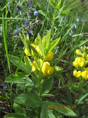 Thermopsis divaricarpa