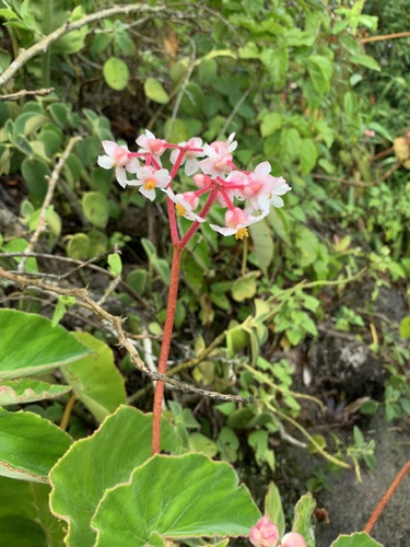 Begonia tomentosa