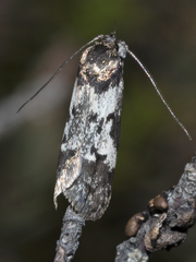 Philobota protorthra