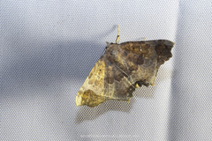 Semiothisops macariata