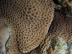 Gardineroseris planulata