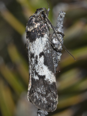 Philobota protorthra