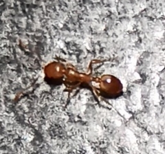 Temnothorax