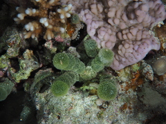 Tydemania expeditionis
