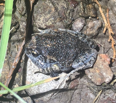Uperoleia laevigata