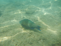 Scarus fuscopurpureus