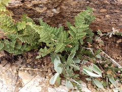 Myriopteris lindheimeri