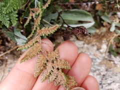 Myriopteris lindheimeri