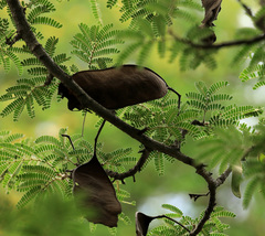 Albizia forbesii