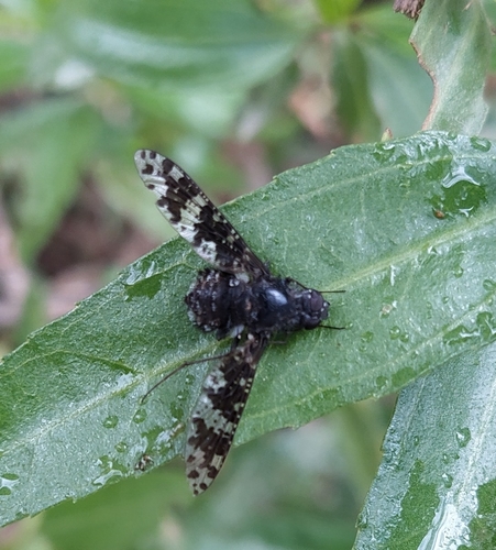 Anthrax peruvianus