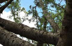Albizia forbesii