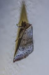 Mataeomera mesotaenia