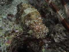 Sepia prashadi